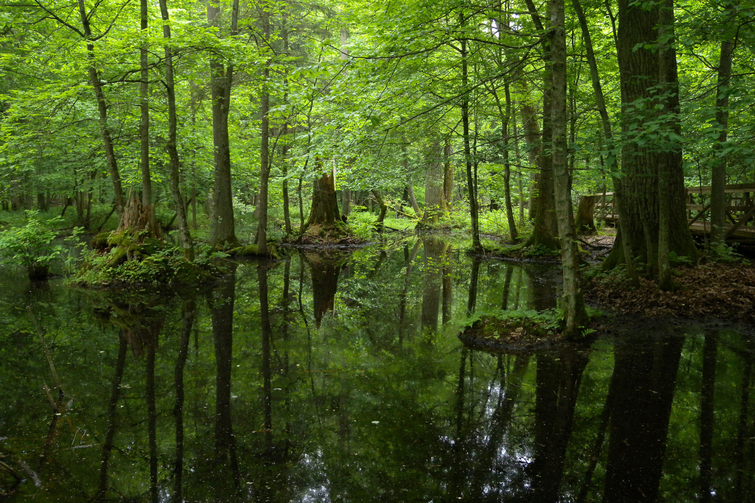 bialowieza_1080_v01.jpg